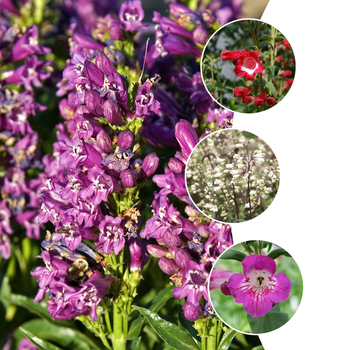 Penstemon 'Lilliput Rose' - Penstemon