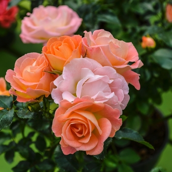 Rosa 'Meiggili' - Peach Drift®