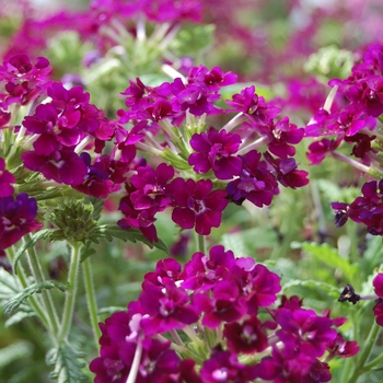 Verbena 'Corsage Purple' - Verbena