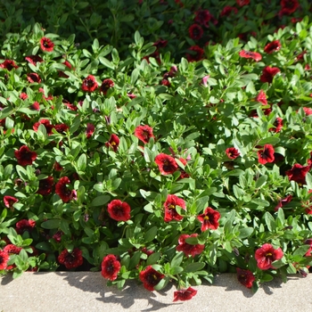 Calibrachoa hybrid - Superbells® Pomegranate Punch