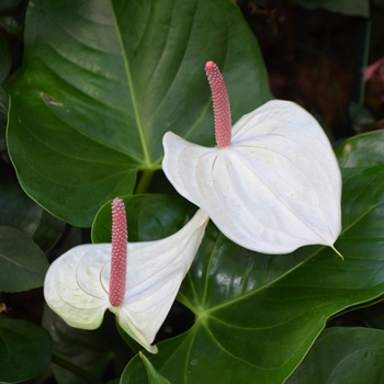 Anthurium 'White Heart' - Flamingo Flower