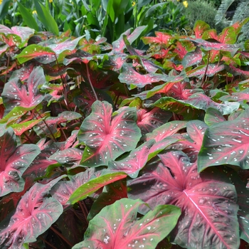 Caladium hortulanum 'Red Flash' - Red Flash