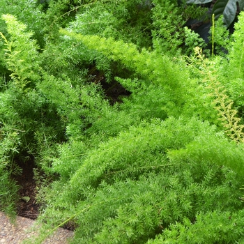 Asparagus densiflorus 'Myers' - Foxtail Fern