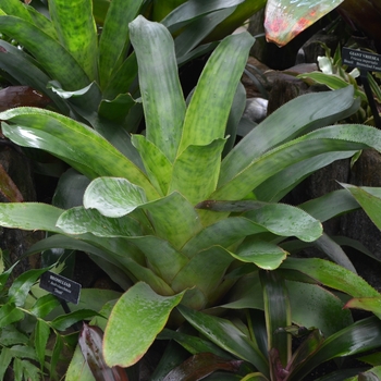 Bromeliad x Androlaechmea 'Dean' - Bromeliad