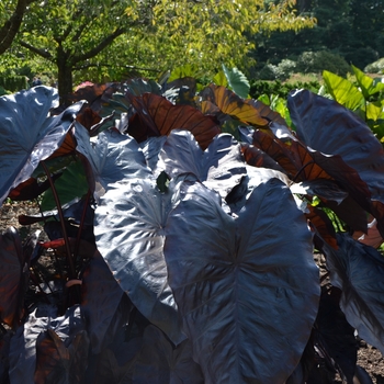 Royal Hawaiian® 'Black Coral'' - Elephant's Ear