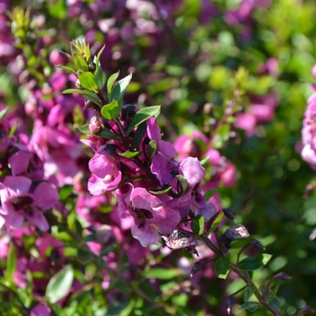 Angelonia angustifolia - Archangel™ Raspberry Angelonia