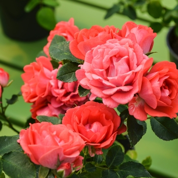 Rosa 'Meidrifora' - Coral Drift® Rose