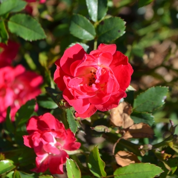 Rosa 'Meigalpio' - Red Drift® Rose