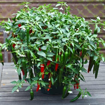 Capsicum annuum 'Cayennetta' - Chili Pepper