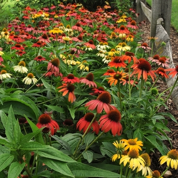 Echinacea hybrida 'Cheyenne Spirit' - Coneflower