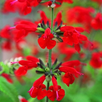 Salvia coccinea 'Summer Jewel Red' - Salvia