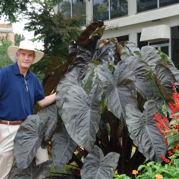 Colocasia 'Royal Hawaiian® 'Diamond Head'' - Elephant's Ear