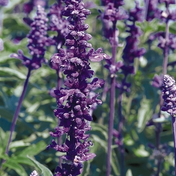 Salvia farinacea - Evolution