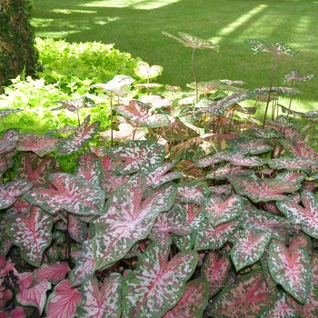 Caladium hortulanum 'Carolyn Wharton' - Caladium