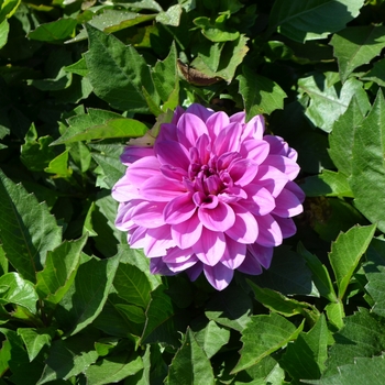 Dahlia x 'Hypnotica® Lavender' - Dahlia