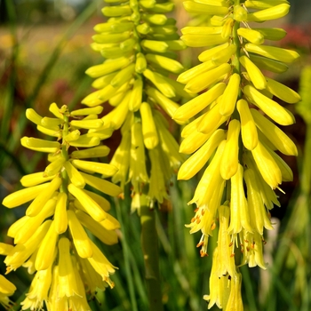 Kniphofia 'Popsicle™ Lemon' - Dwarf poker