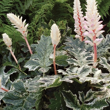 Acanthus hybrida - 'Whitewater'