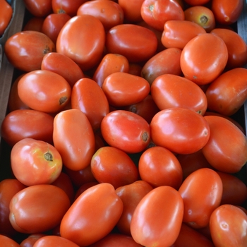 Solanum lycopersicon 'Roma' - Plum Tomato