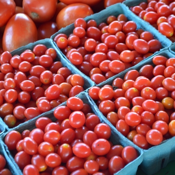 Lycopersicon lycopersicon - Red Cherry Tomato