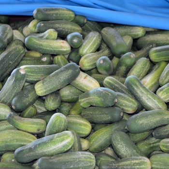 Cucumis sativus - Pickling Cucumber