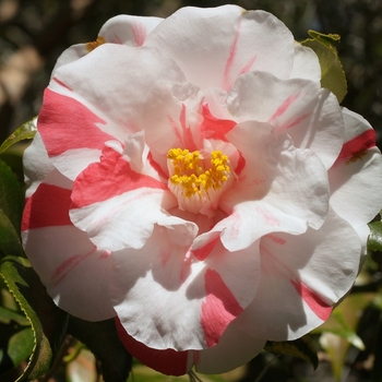 Camellia japonica 'Lady Vansittart' - Camellia