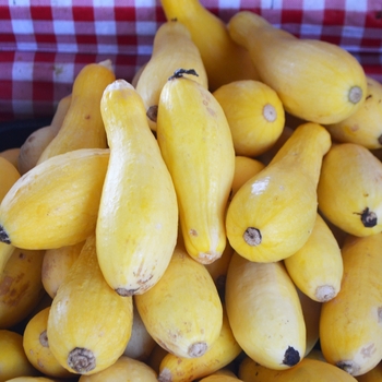 Cucurbita pepo 'Straightneck' - Summer Squash