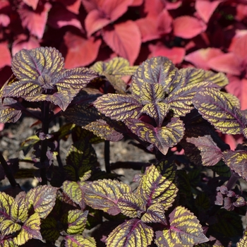 Solenostemon scutellarioides 'Fishnet Stockings' - Coleus