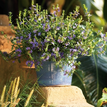 Scaevola hybrid 'Fan Flower' - Whirlwind® Blue