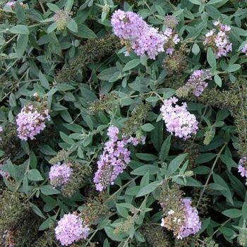 Buddleia x 'Lilac Chip' - Lo & Behold® Butterfly Bush