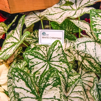 Caladium hortulanem 'White Christmas' - Angel Wings