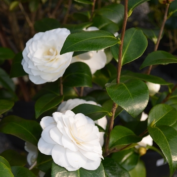 Camellia japonica - Japanese Camellia