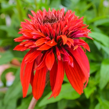 Echinacea Double Scoop Mandarin (Coneflower)