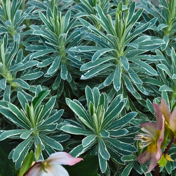 Euphorbia characias 'Glacier Blue' - Glacier Blue Euphorbia