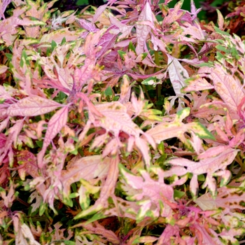 Solenostemon 'Under The Sea® Hermit Crab' - Hermit Crab Coleus