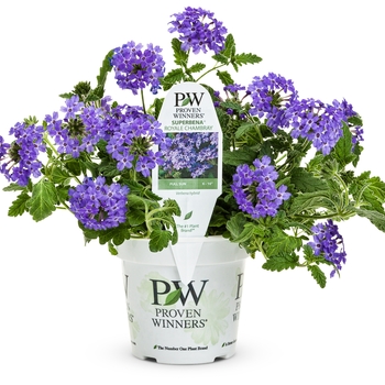 Verbena hybrid - Superbena Royale® Chambray