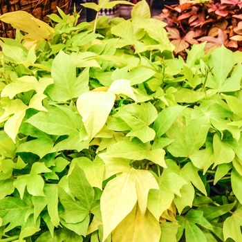 Ipomoea batatas 'Margarita' - Ornamental Sweet Potato