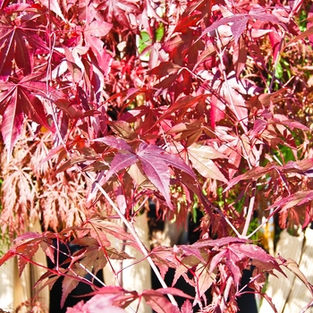 Acer palmatum - Emperor 1® Japanese Maple
