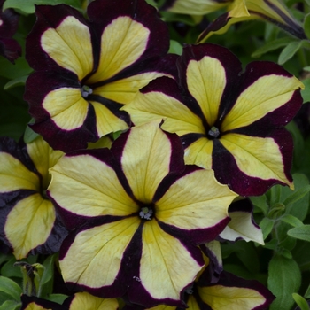 Petunia x hybrida 'Crazytunia® 'Knight Rider'' - Petunia