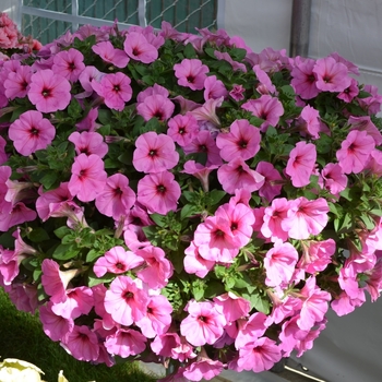 Petunia 'Potunia Plus Pinkalicious' - Petunia