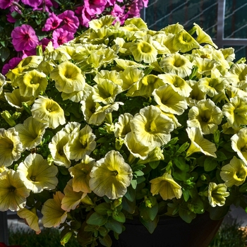 Petunia 'Potunia Plus Yellow' - Petunia