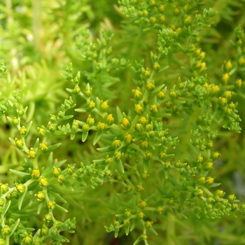 Sedum mexicanum 'Lemon Ball' - Lemon Ball Stonecrop