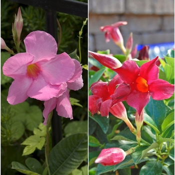 Mandevilla sanderi 'Multiple Varieties' - Mandevilla