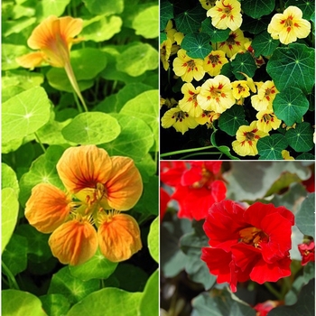 Nasturtium 'Multiple Varieties' - Nasturtium
