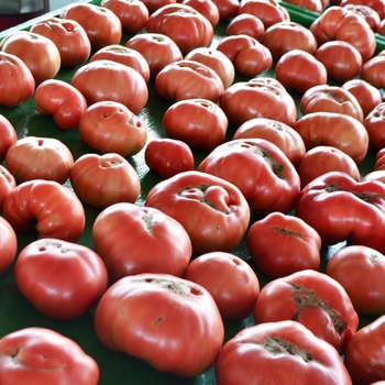 Heirloom Tomato - German Johnson Tomato