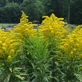 Solidago - Goldenrod