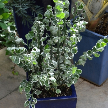 Pedilanthus tithymaloides - Devil's Backbone