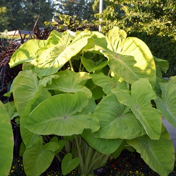 Colocasia esculenta 'Elena' - Elephant's Ear