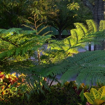 Cyathea cooperi - Australian Tree Fern