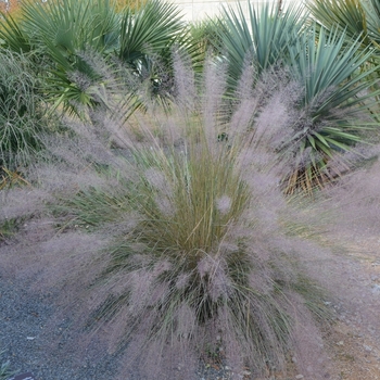 Muhlenbergia capillaris - Pink Muhly Grass