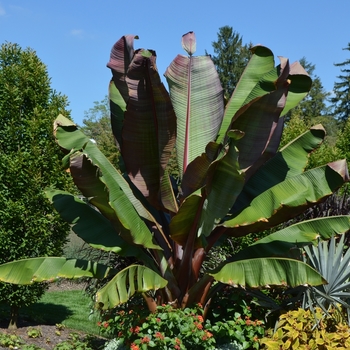 Ensete ventricosum 'Maurelii' - Banana Palm